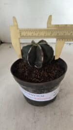ASTROPHYTUM MYRIOSTIGMA "Multicostatum - 6 quinas " Nº 1074 – vaso 11 - Imagem 4