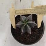 ASTROPHYTUM MYRIOSTIGMA "Multicostatum - 6 quinas "  Nº 1074 – vaso 11