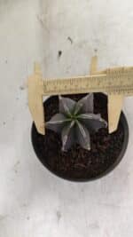 ASTROPHYTUM MYRIOSTIGMA "Multicostatum - 6 quinas " Nº 1074 – vaso 11