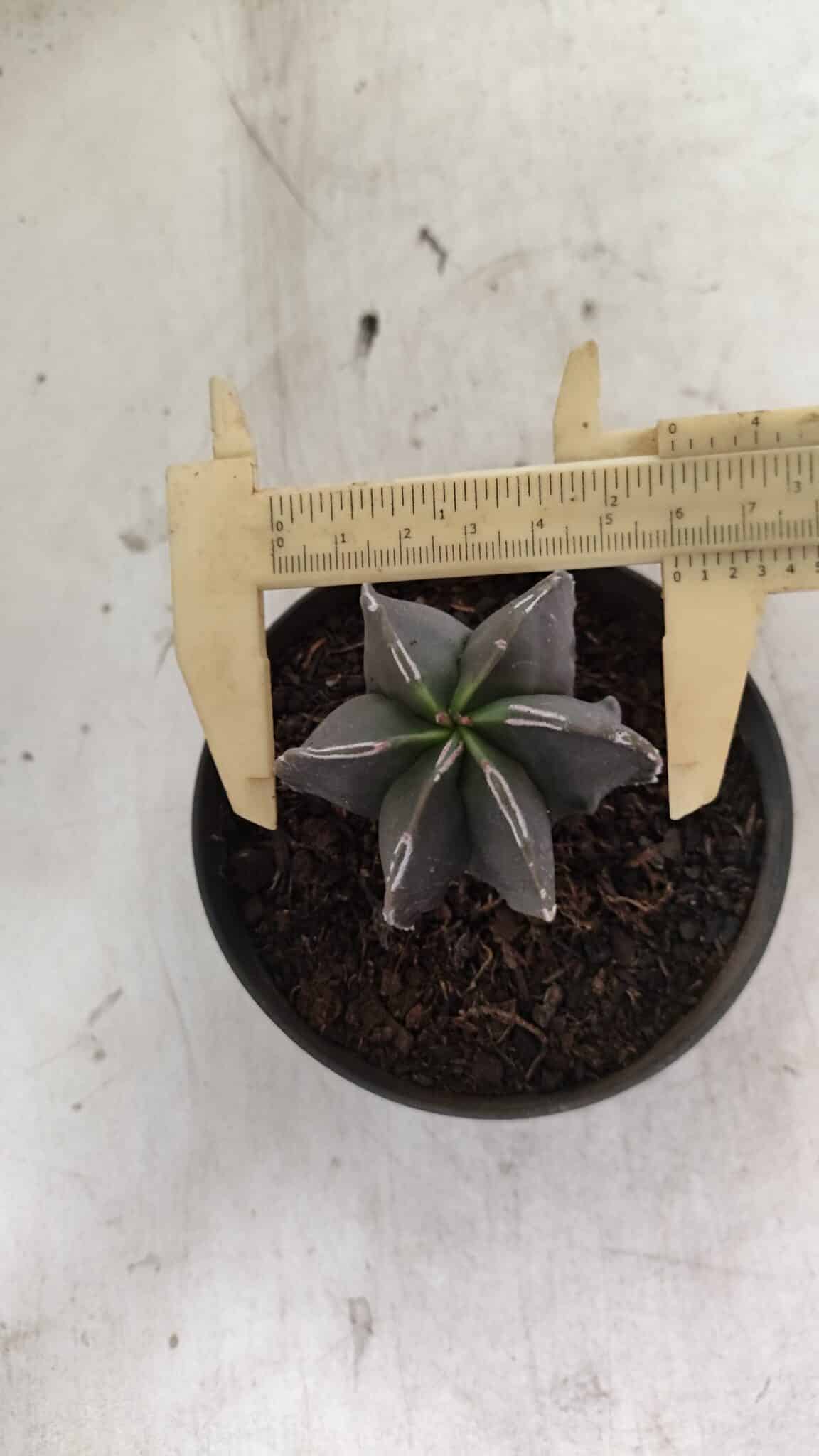 MYRIOSTIGMA 1074 (7) ASTROPHYTUM MYRIOSTIGMA "Multicostatum - 6 quinas " Nº 1074 – vaso 11 - Imagem 1