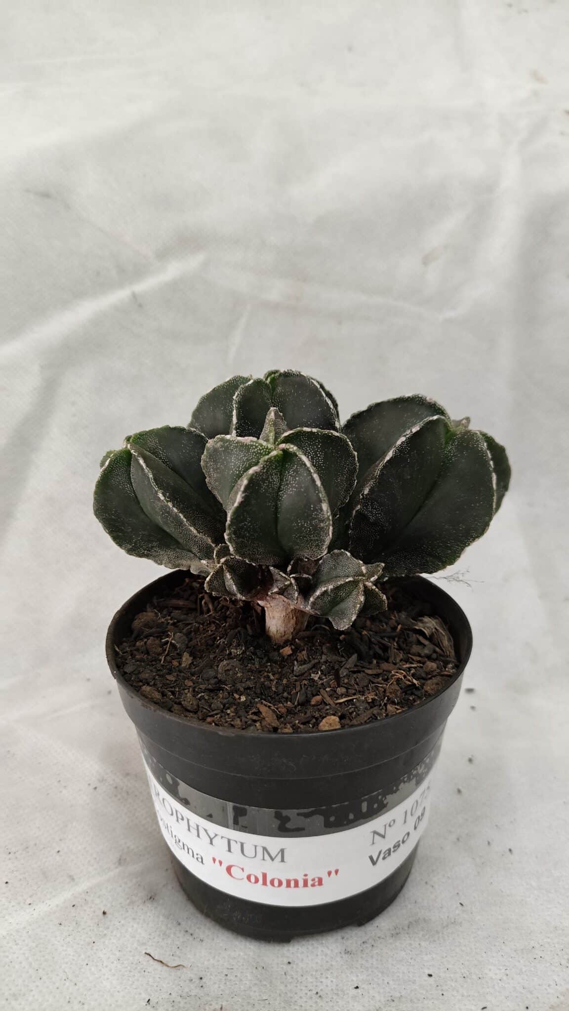 MYRIOSTIGMA 1075 (1) ASTROPHYTUM MYRIOSTIGMA "Colônia" Nº 1075 – vaso 09 - Imagem 1