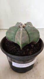 ASTROPHYTUM MYRIOSTIGMA  Nº 1075 – vaso 15 - Imagem 9
