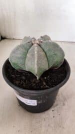 ASTROPHYTUM MYRIOSTIGMA  Nº 1075 – vaso 15 - Imagem 8