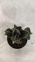 ASTROPHYTUM MYRIOSTIGMA "Colônia" Nº 1075 – vaso 09 - Imagem 3