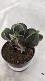 ASTROPHYTUM MYRIOSTIGMA "Colônia" Nº 1075 – vaso 09 - Imagem 8