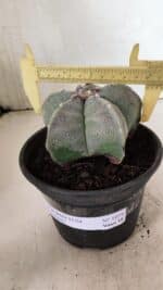 ASTROPHYTUM MYRIOSTIGMA  Nº 1075 – vaso 15 - Imagem 4