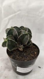 ASTROPHYTUM MYRIOSTIGMA "Colônia" Nº 1075 – vaso 09 - Imagem 6