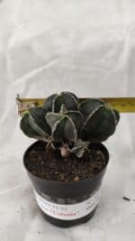 ASTROPHYTUM MYRIOSTIGMA "Colônia" Nº 1075 – vaso 09 - Imagem 4