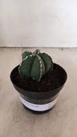 ASTROPHYTUM MYRIOSTIGMA Nº 1076 – vaso 11 - Imagem 2