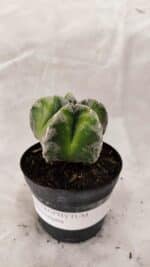 ASTROPHYTUM MYRIOSTIGMA  Nº 1076 – vaso 09 - Imagem 2