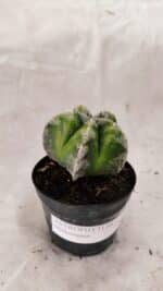 ASTROPHYTUM MYRIOSTIGMA  Nº 1076 – vaso 09 - Imagem 9