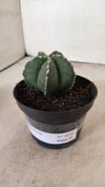 ASTROPHYTUM MYRIOSTIGMA Nº 1076 – vaso 11 - Imagem 8