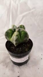 ASTROPHYTUM MYRIOSTIGMA  Nº 1076 – vaso 09 - Imagem 8