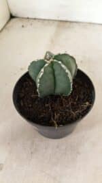 ASTROPHYTUM MYRIOSTIGMA Nº 1076 – vaso 11 - Imagem 7