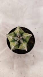 ASTROPHYTUM MYRIOSTIGMA  Nº 1076 – vaso 09 - Imagem 3