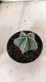ASTROPHYTUM MYRIOSTIGMA Nº 1076 – vaso 11 - Imagem 6