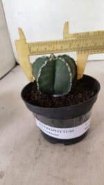 ASTROPHYTUM MYRIOSTIGMA Nº 1076 – vaso 11 - Imagem 4