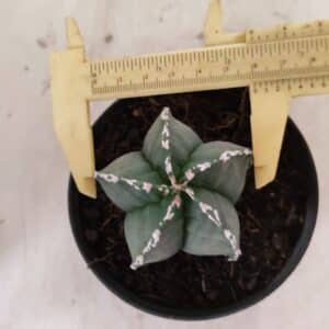 ASTROPHYTUM MYRIOSTIGMA  Nº 1076 – vaso 11