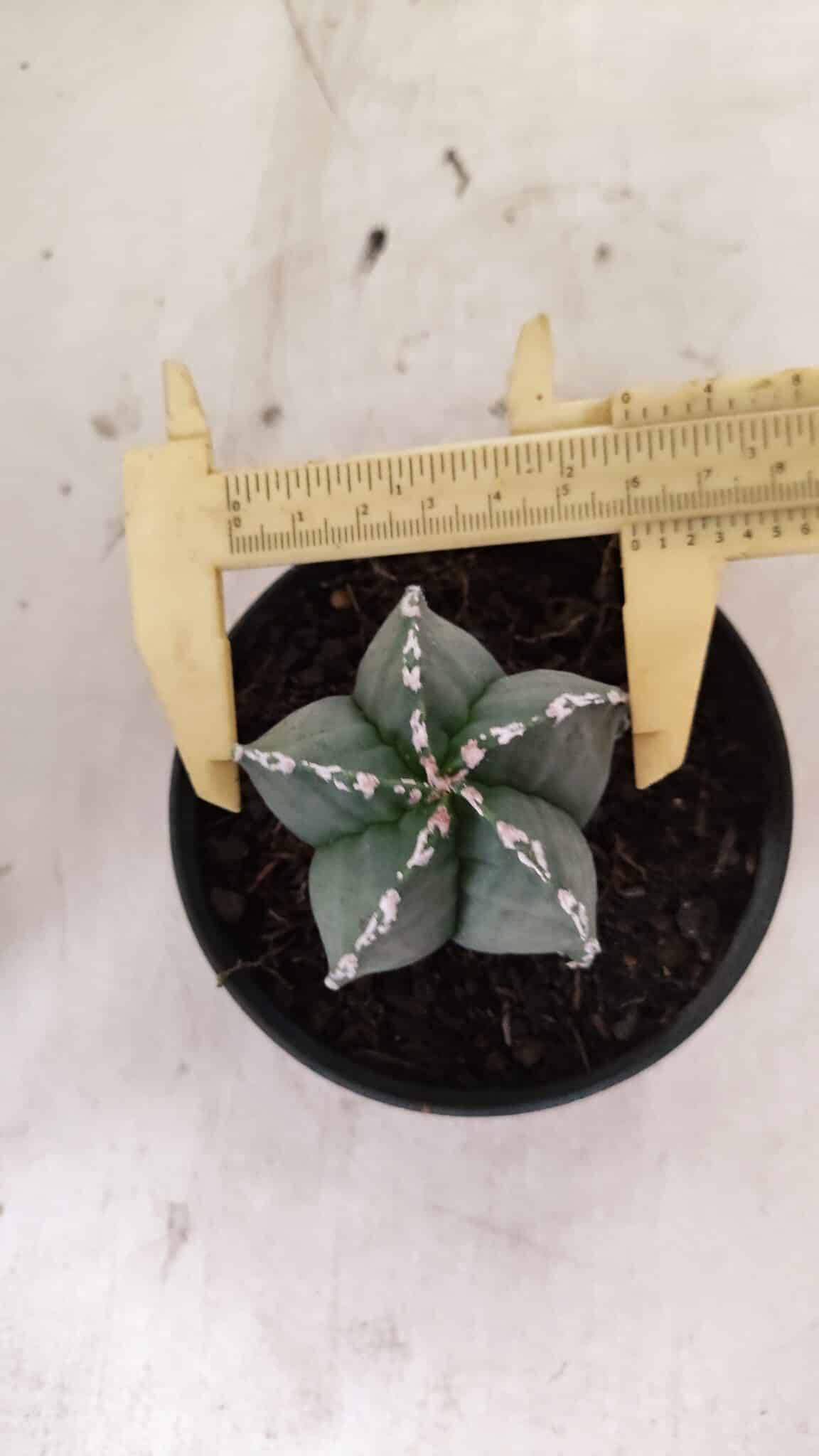 MYRIOSTIGMA 1076 (7) ASTROPHYTUM MYRIOSTIGMA Nº 1076 – vaso 11 - Imagem 1
