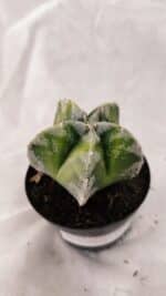 ASTROPHYTUM MYRIOSTIGMA  Nº 1076 – vaso 09