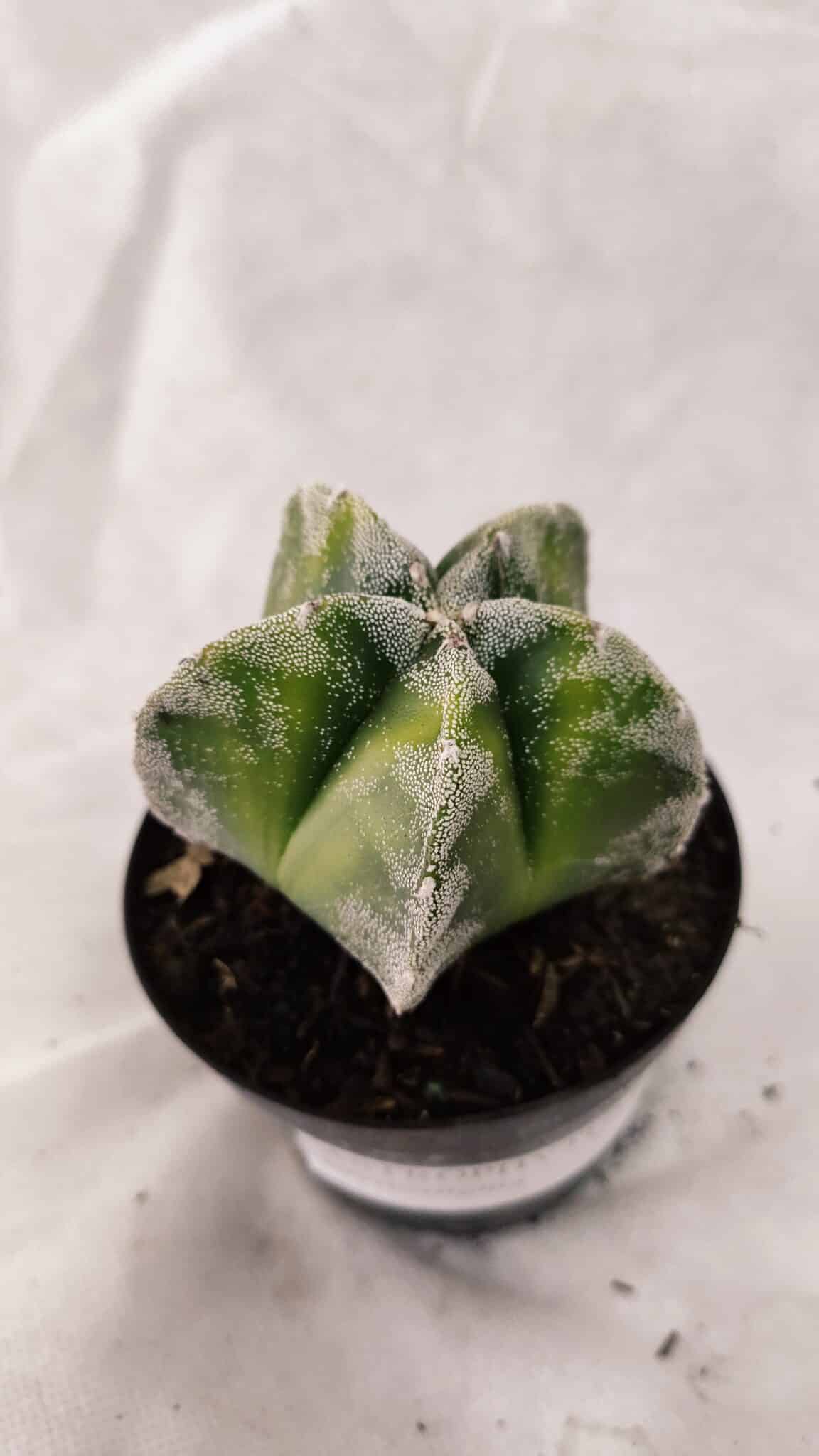 MYRIOSTIGMA 1076 (7) ASTROPHYTUM MYRIOSTIGMA  Nº 1076 – vaso 09 - Imagem 1