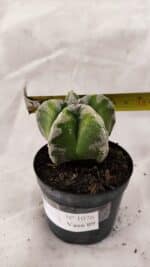 ASTROPHYTUM MYRIOSTIGMA  Nº 1076 – vaso 09 - Imagem 4