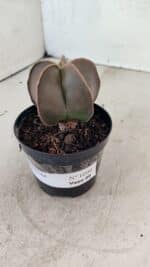 ASTROPHYTUM MYRIOSTIGMA  Nº 1090 – vaso 09 - Imagem 9