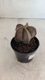 ASTROPHYTUM MYRIOSTIGMA  Nº 1090 – vaso 09 - Imagem 8