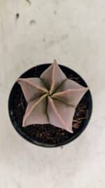 ASTROPHYTUM MYRIOSTIGMA  Nº 1090 – vaso 09 - Imagem 5