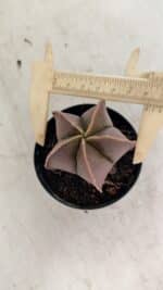 ASTROPHYTUM MYRIOSTIGMA  Nº 1090 – vaso 09