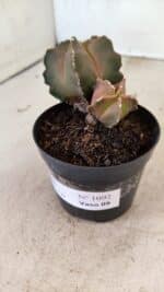 ASTROPHYTUM MYRIOSTIGMA "Bicéfalo" Nº 1092 – vaso 09 - Imagem 9