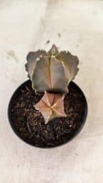 ASTROPHYTUM MYRIOSTIGMA "Bicéfalo" Nº 1092 – vaso 09 - Imagem 5