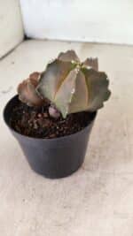 ASTROPHYTUM MYRIOSTIGMA "Bicéfalo" Nº 1092 – vaso 09 - Imagem 8