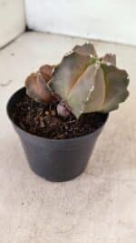 ASTROPHYTUM MYRIOSTIGMA "Bicéfalo" Nº 1092 – vaso 09 - Imagem 7