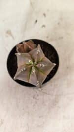 ASTROPHYTUM MYRIOSTIGMA "Bicéfalo" Nº 1092 – vaso 09 - Imagem 6