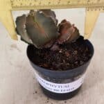 ASTROPHYTUM MYRIOSTIGMA "Bicéfalo"  Nº 1092 – vaso 09