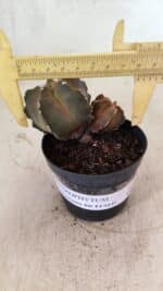 ASTROPHYTUM MYRIOSTIGMA "Bicéfalo" Nº 1092 – vaso 09