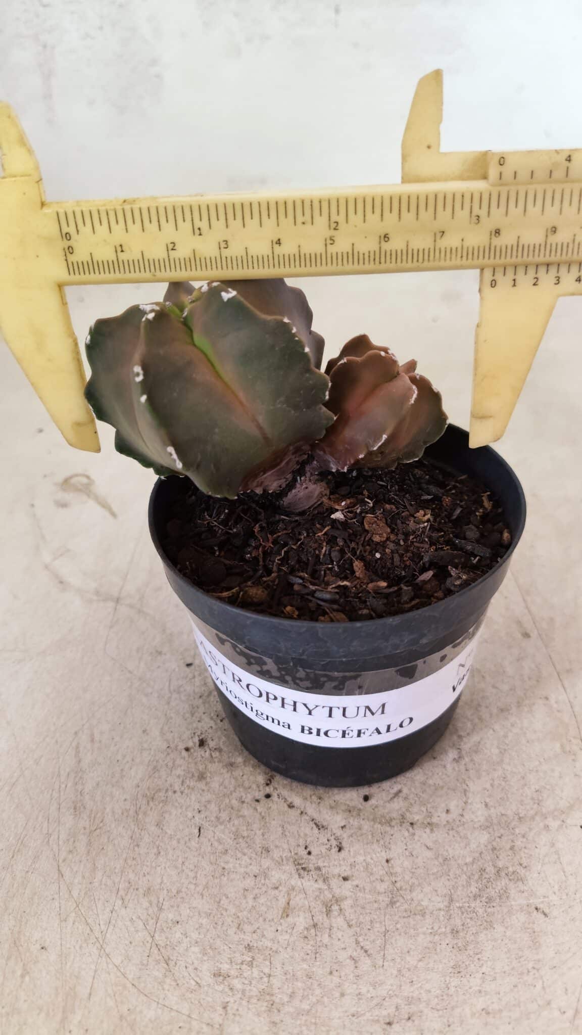 MYRIOSTIGMA 1092 (8) ASTROPHYTUM MYRIOSTIGMA "Bicéfalo" Nº 1092 – vaso 09 - Imagem 1