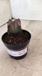 ASTROPHYTUM MYRIOSTIGMA "4 Quinas"  Nº 1094 – vaso 09 - Imagem 7