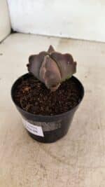 ASTROPHYTUM MYRIOSTIGMA "4 Quinas"  Nº 1094 – vaso 09 - Imagem 6