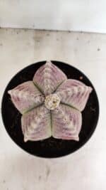 ASTROPHYTUM MYRIOSTIGMA  Nº 1095 – vaso 15 - Imagem 3