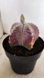 ASTROPHYTUM MYRIOSTIGMA  Nº 1095 – vaso 15 - Imagem 7