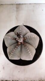 ASTROPHYTUM MYRIOSTIGMA  Nº 1098 – vaso 17 - Imagem 3