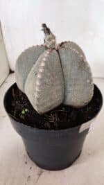 ASTROPHYTUM MYRIOSTIGMA  Nº 1098 – vaso 17 - Imagem 6
