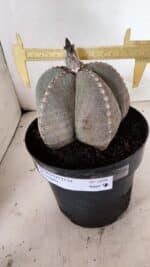 ASTROPHYTUM MYRIOSTIGMA  Nº 1098 – vaso 17