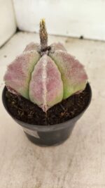 ASTROPHYTUM MYRIOSTIGMA Nº 1099 – vaso 11 - Imagem 8