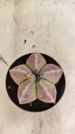 ASTROPHYTUM MYRIOSTIGMA Nº 1099 – vaso 11 - Imagem 3