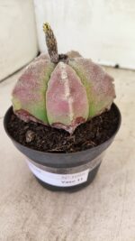 ASTROPHYTUM MYRIOSTIGMA Nº 1099 – vaso 11 - Imagem 9