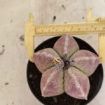 ASTROPHYTUM MYRIOSTIGMA Nº 1099 – vaso 11