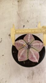 ASTROPHYTUM MYRIOSTIGMA Nº 1099 – vaso 11